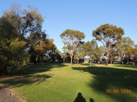 Park in Mildura big Trees